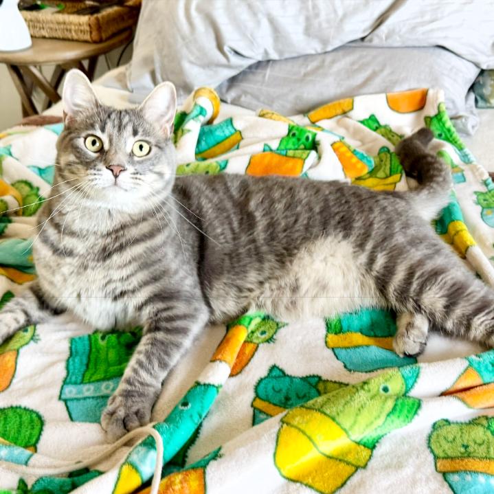 Enlarge Spyder, a Adoptable mixed breed in Layton, UT image 4/5