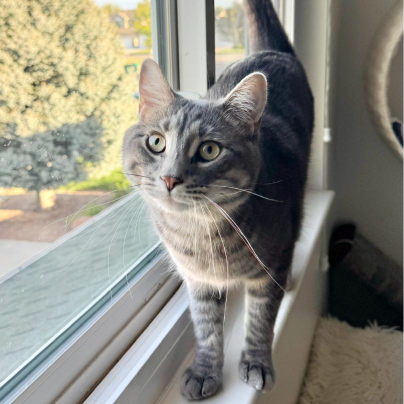 Enlarge Spyder, a Adoptable mixed breed in Layton, UT image 5/5