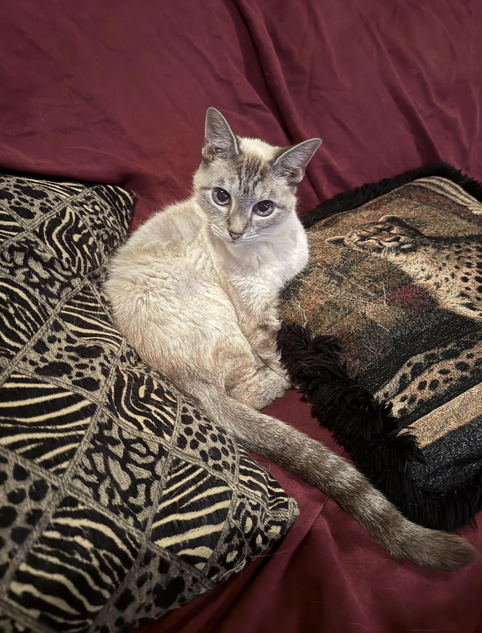 Cookie, a Adoptable Siamese in Flint, TX image 1/4