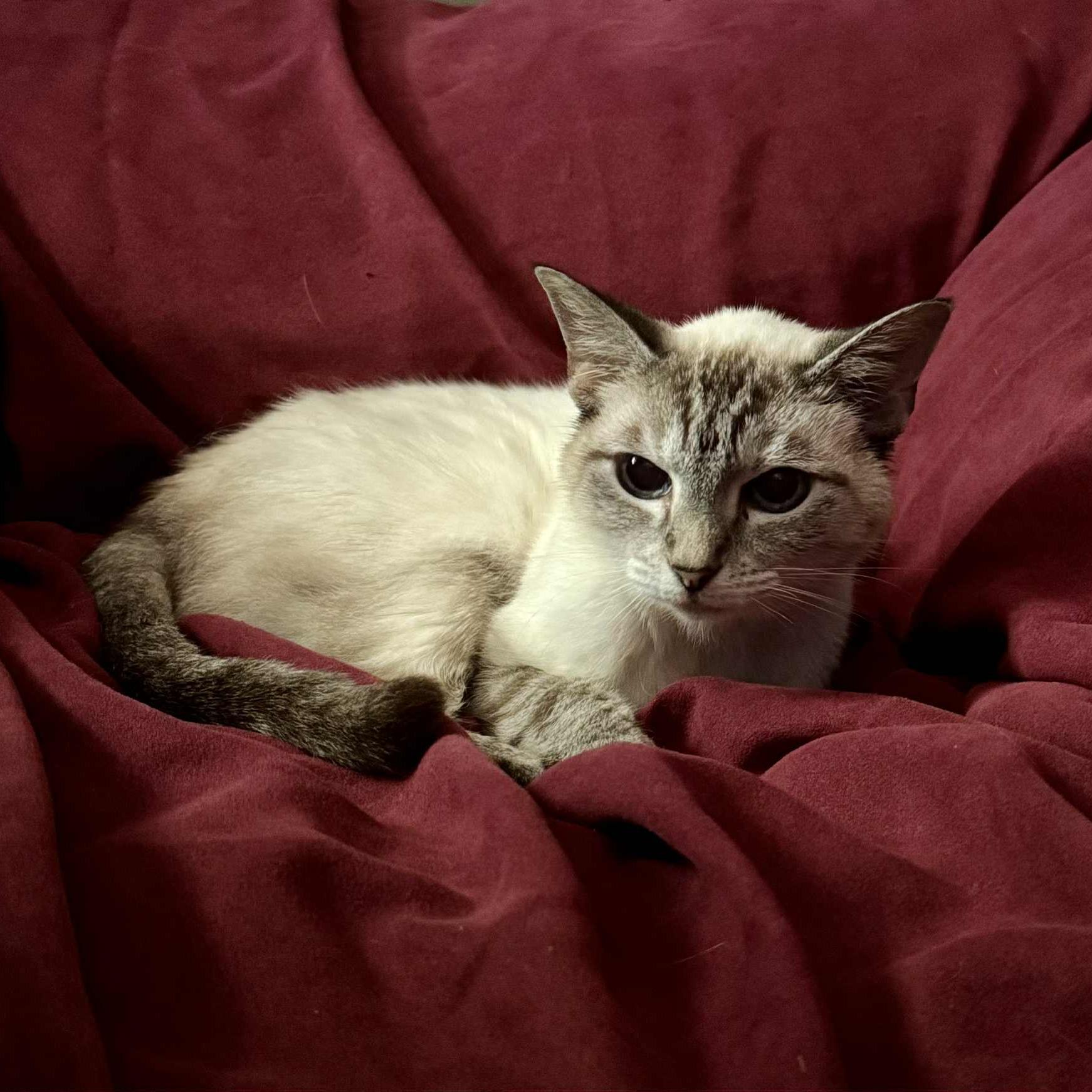 Cookie, a Adoptable Siamese in Flint, TX image 2/4