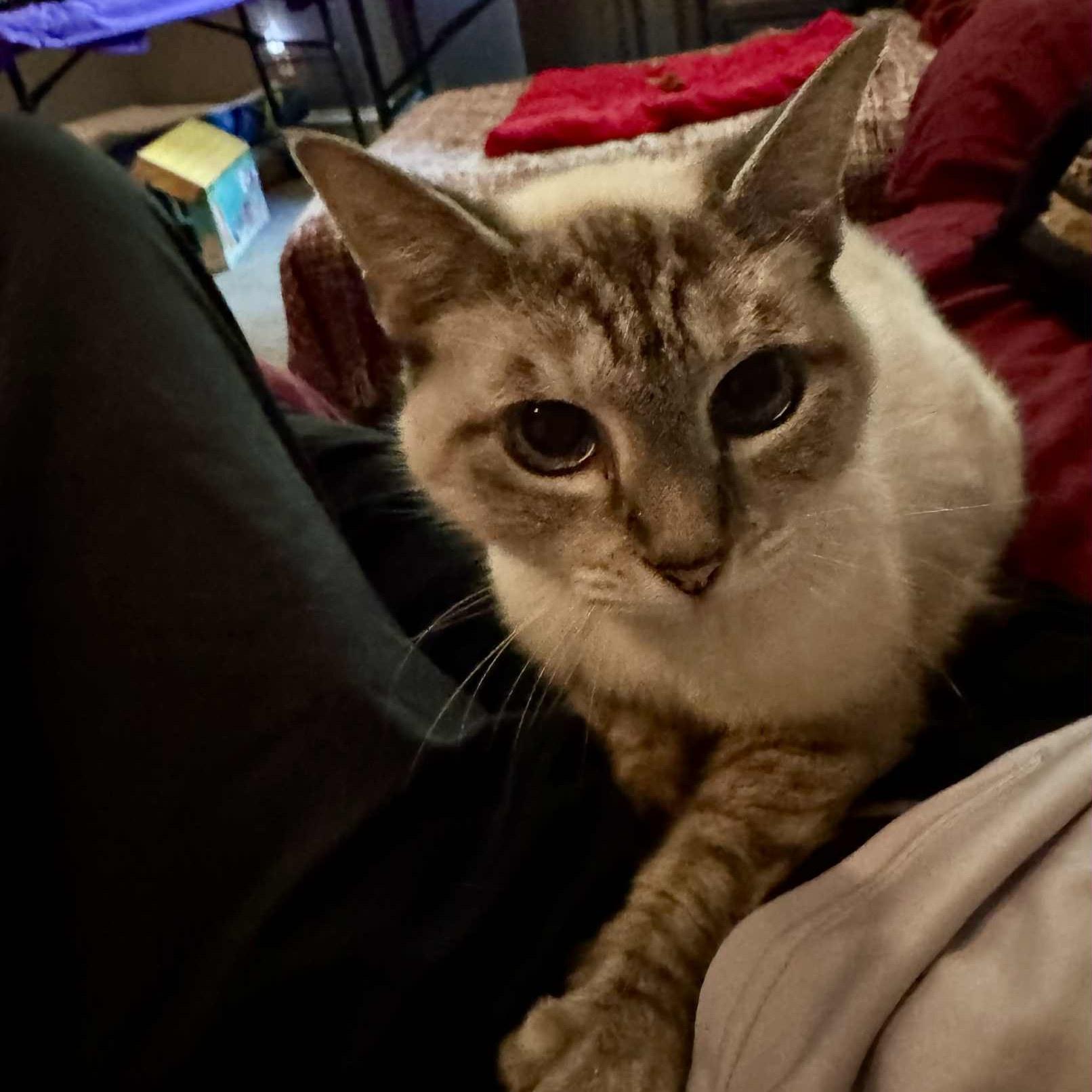 Cookie, a Adoptable Siamese in Flint, TX image 3/4