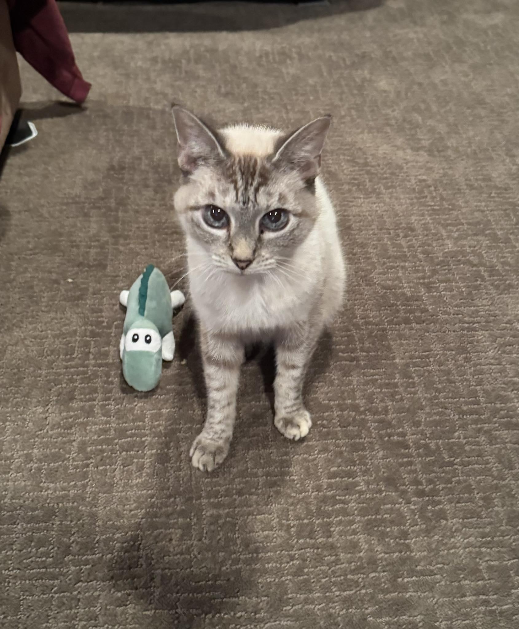 Cookie, a Adoptable Siamese in Flint, TX image 4/4
