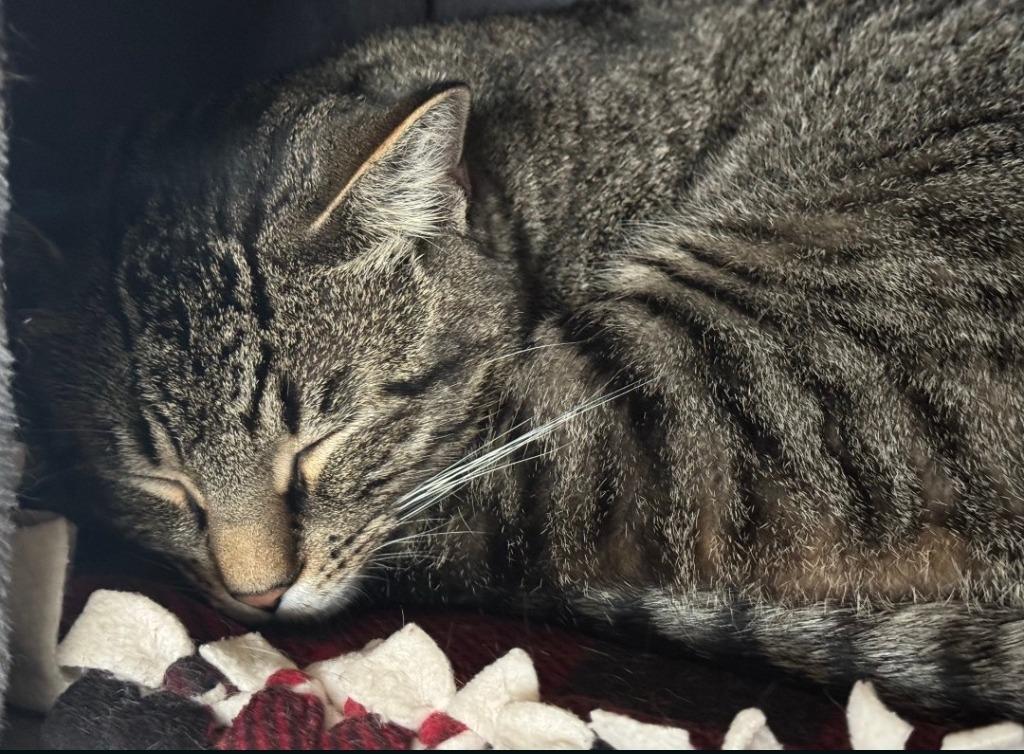 Enlarge Jerry, a Adoptable mixed breed in Hagaman, NY image 1/2