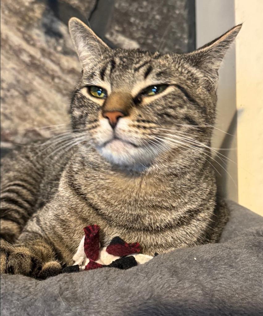 Enlarge Jerry, a Adoptable mixed breed in Hagaman, NY image 2/2