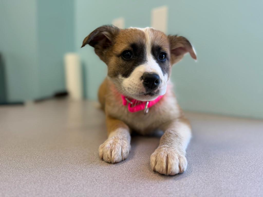 Enlarge Andromeda, a Adopted mixed breed in Raleigh, NC image 1/6