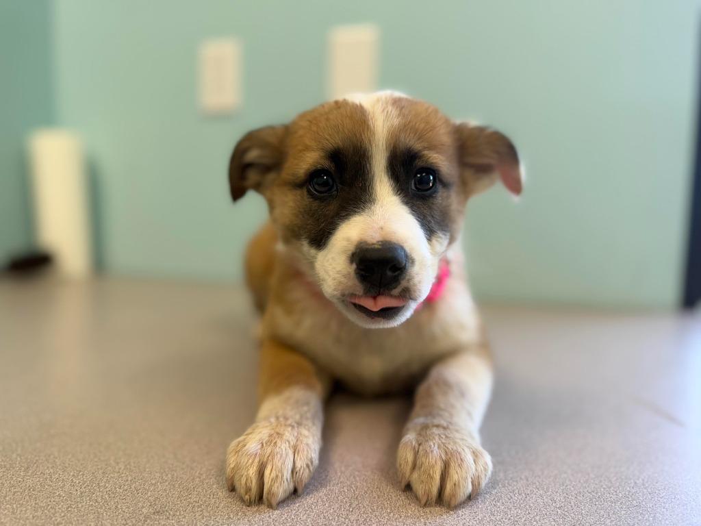 Enlarge Andromeda, a Adopted mixed breed in Raleigh, NC image 4/6