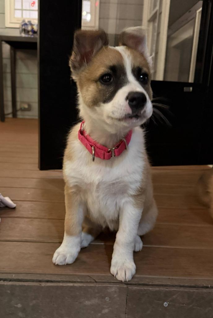 Enlarge Andromeda, a Adopted mixed breed in Raleigh, NC image 5/6