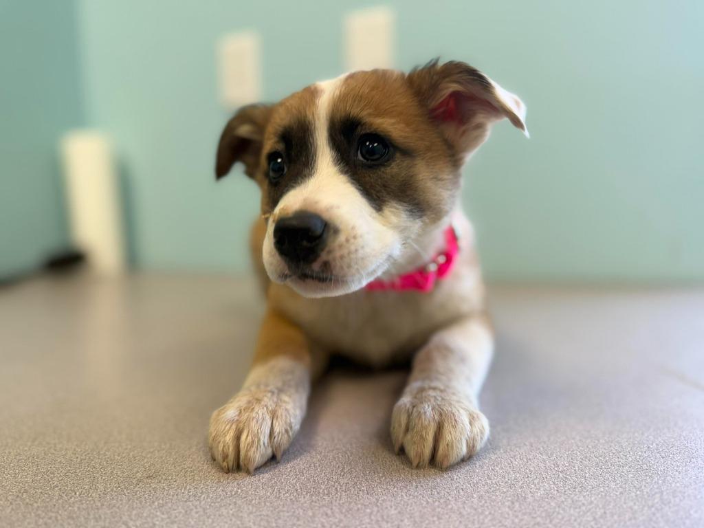 Enlarge Andromeda, a Adopted mixed breed in Raleigh, NC image 6/6