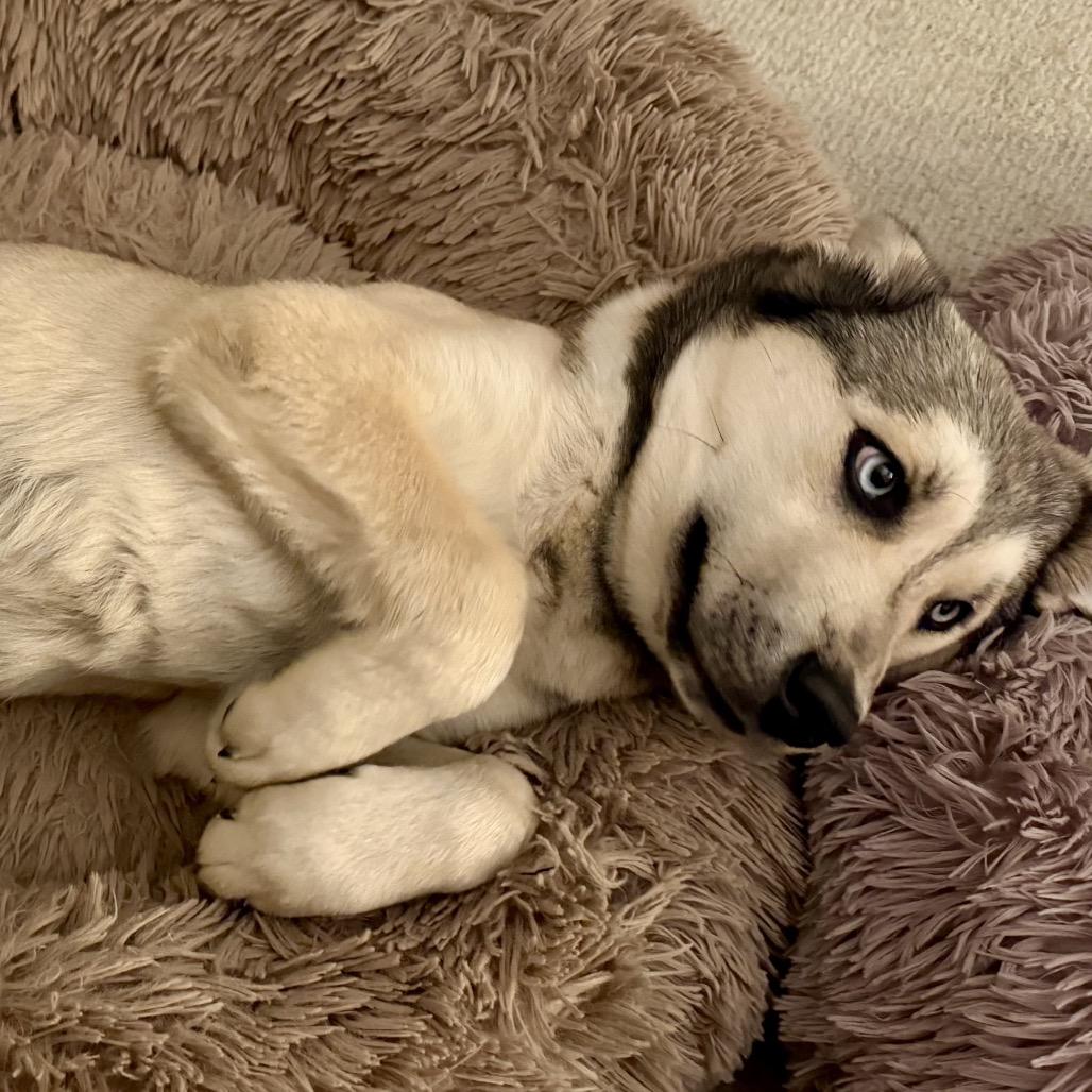 Jack, Adoptable, Young Male Husky & Cardigan Welsh Corgi.