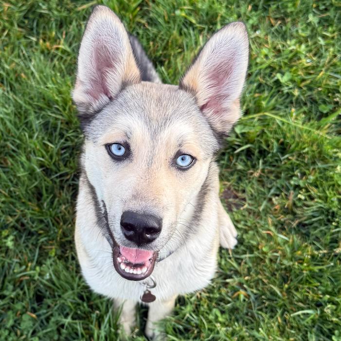 Enlarge Jack, a Adoptable mixed breed in Sonoma, CA image 2/5