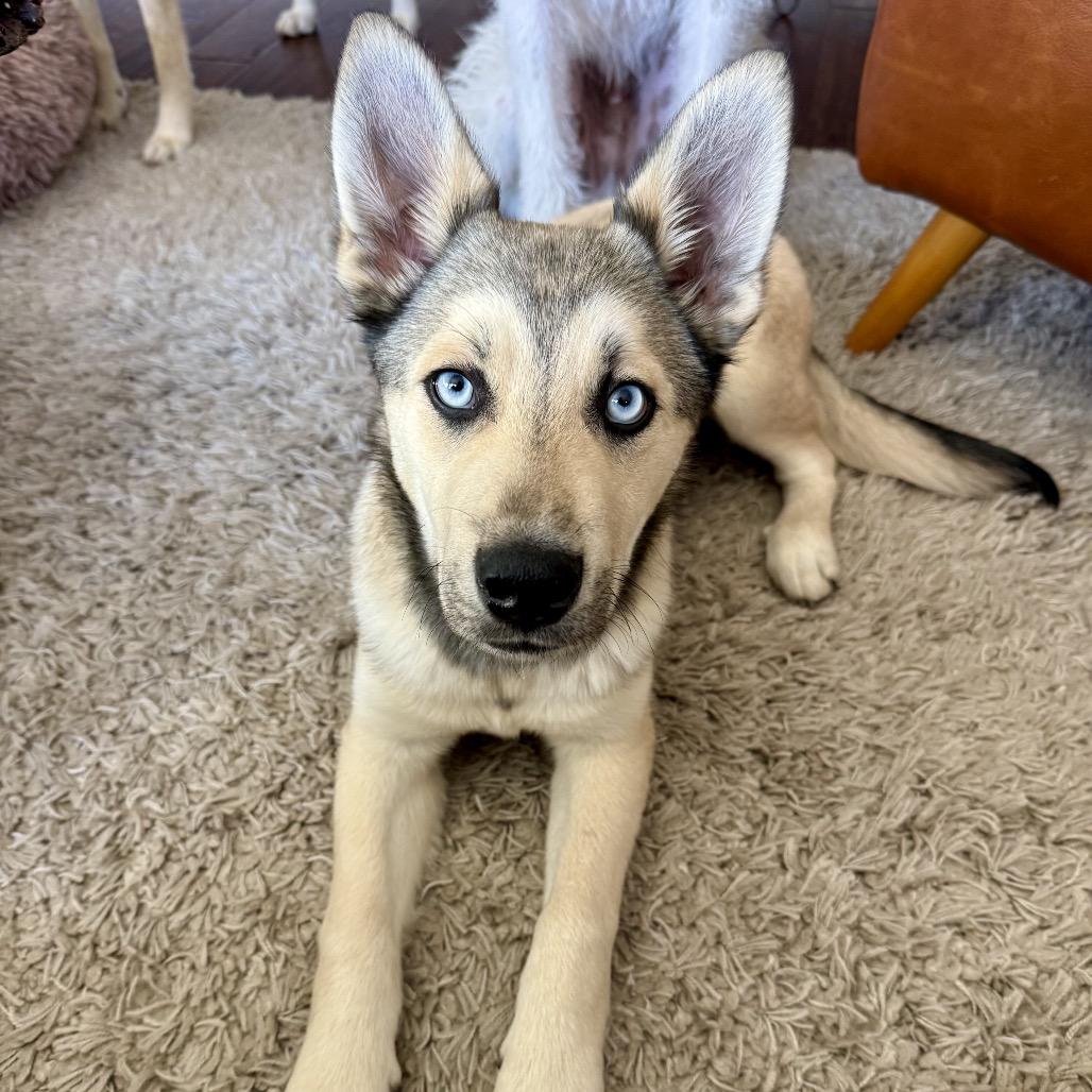 Enlarge Jack, a Adoptable mixed breed in Sonoma, CA image 3/5