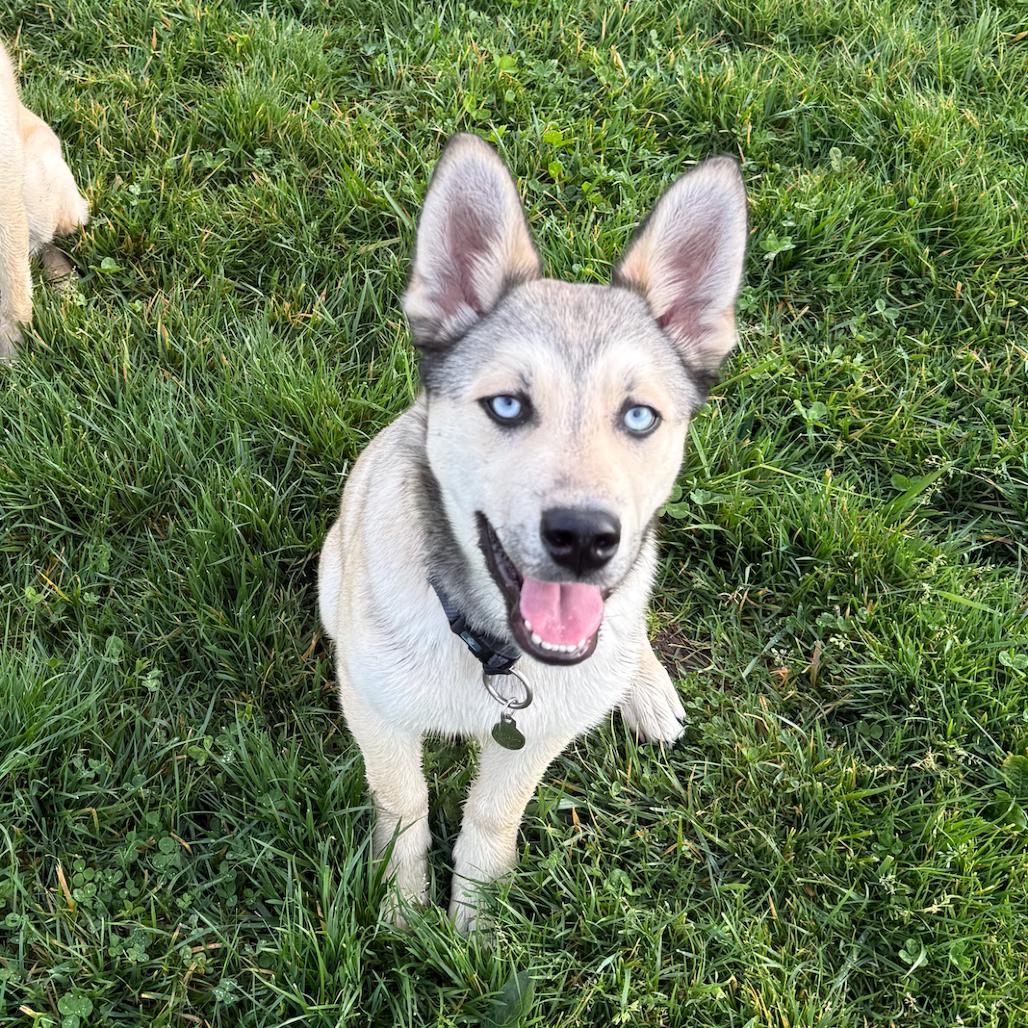 Enlarge Jack, a Adoptable mixed breed in Sonoma, CA image 5/5
