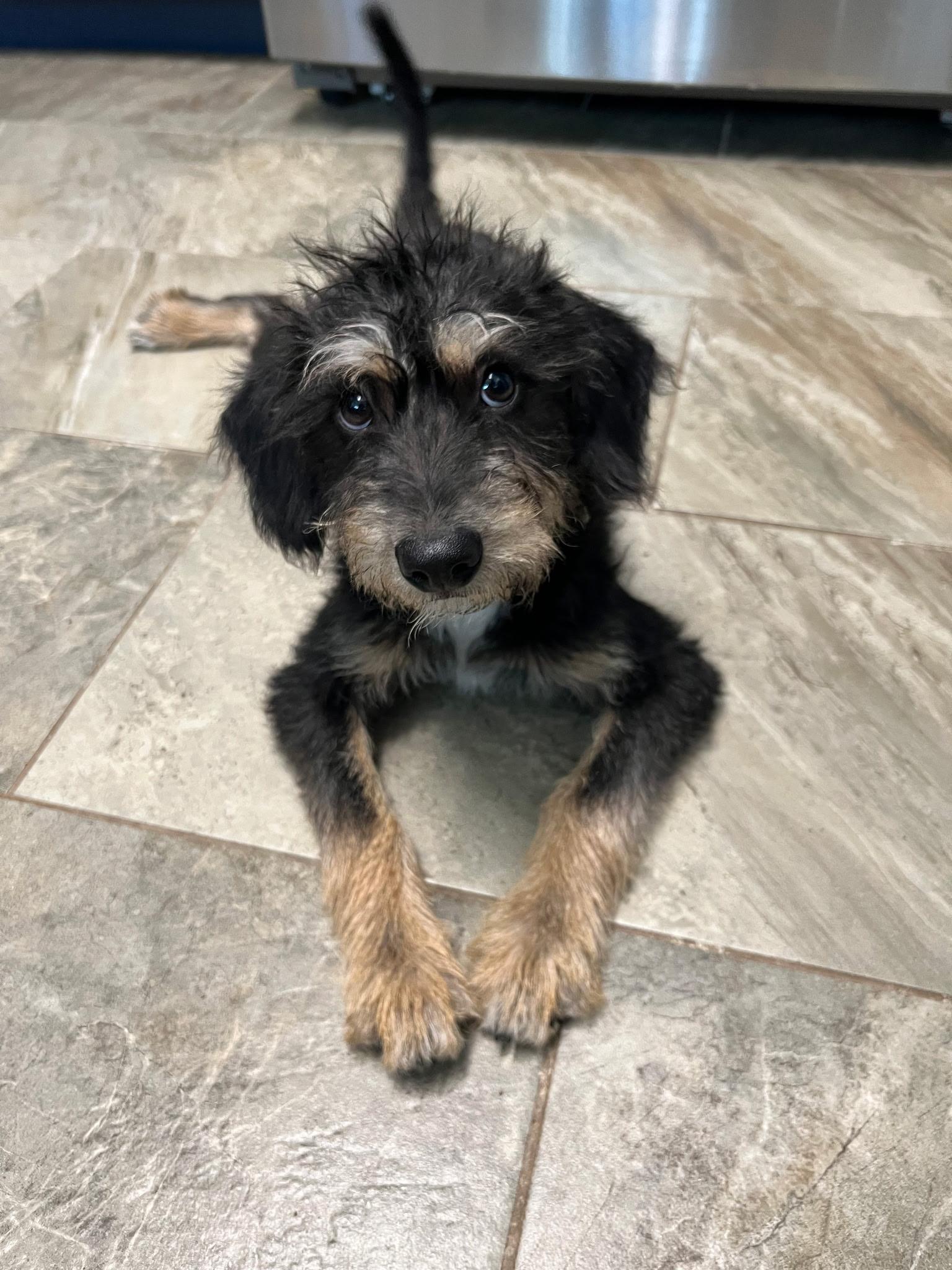 Enlarge Elazar BL14269-T LOCAL Adoption Event in Bellingham 4/25, an adopted mixed breed in Bellingham, WA image 6/6