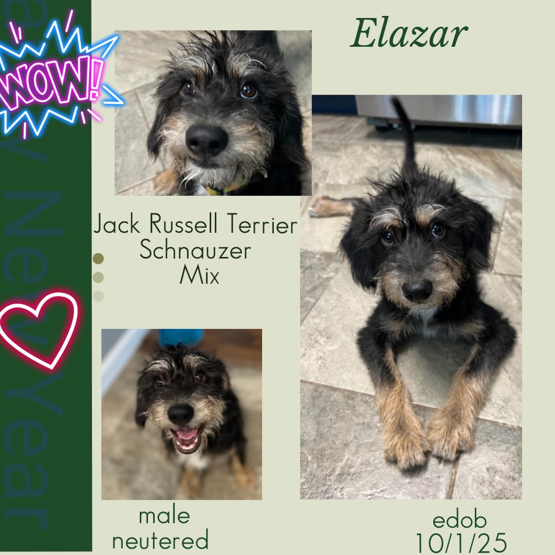 Enlarge Elazar BL14269-T LOCAL Adoption Event in Bellingham 4/25, an adopted mixed breed in Bellingham, WA image 2/6