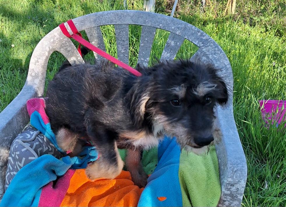 Enlarge Elazar BL14269-T LOCAL Adoption Event in Bellingham 4/25, an adopted mixed breed in Bellingham, WA image 3/6