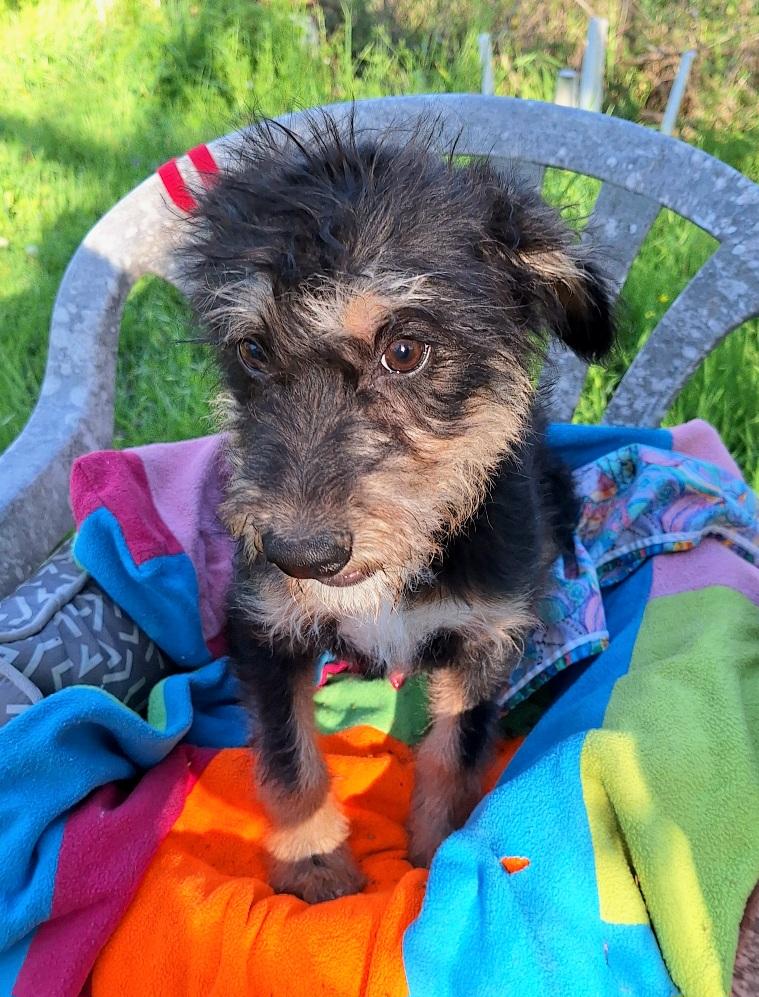 Enlarge Elazar BL14269-T LOCAL Adoption Event in Bellingham 4/25, an adopted mixed breed in Bellingham, WA image 1/6