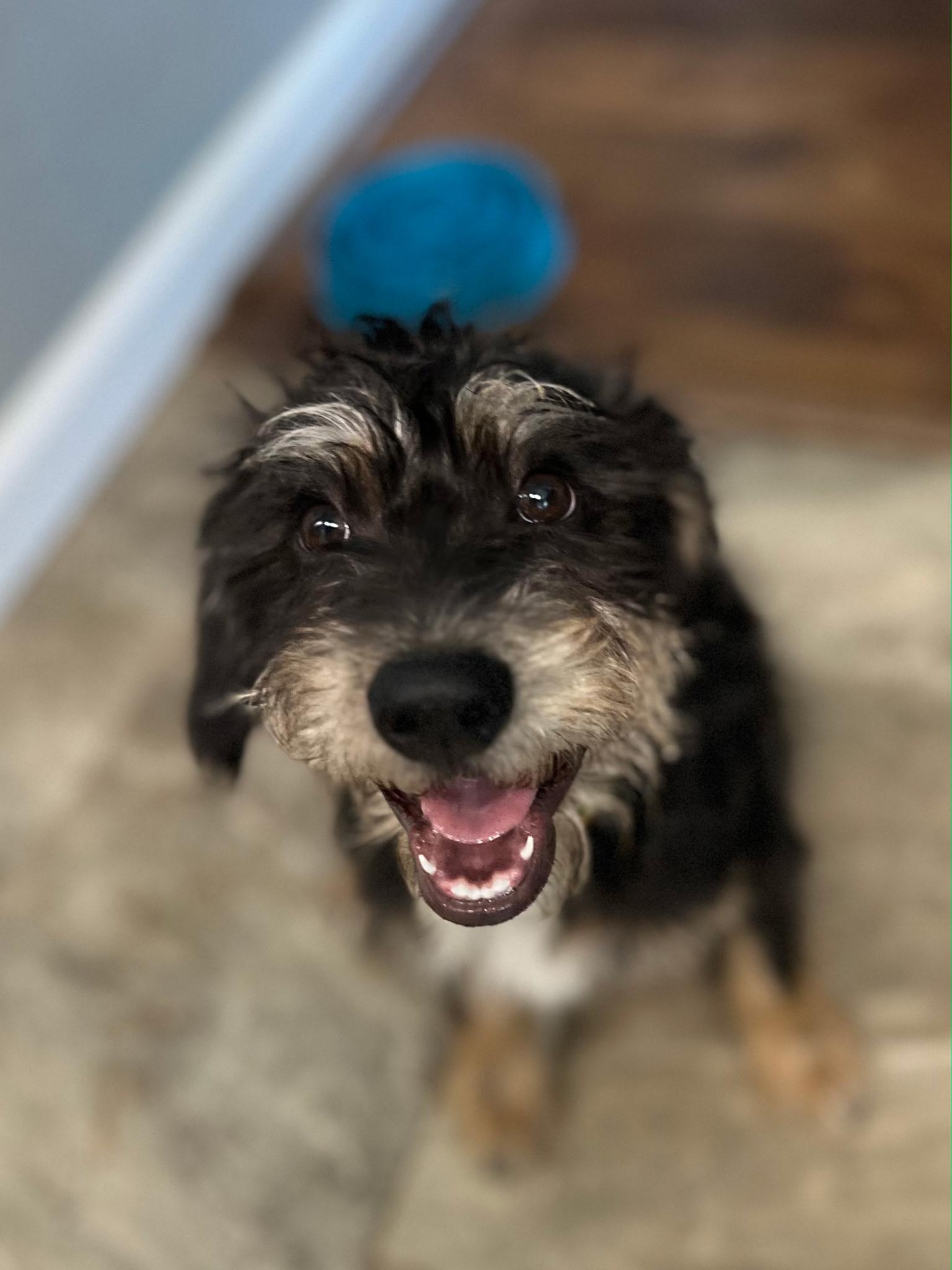 Enlarge Elazar BL14269-T LOCAL Adoption Event in Bellingham 4/25, an adopted mixed breed in Bellingham, WA image 4/6