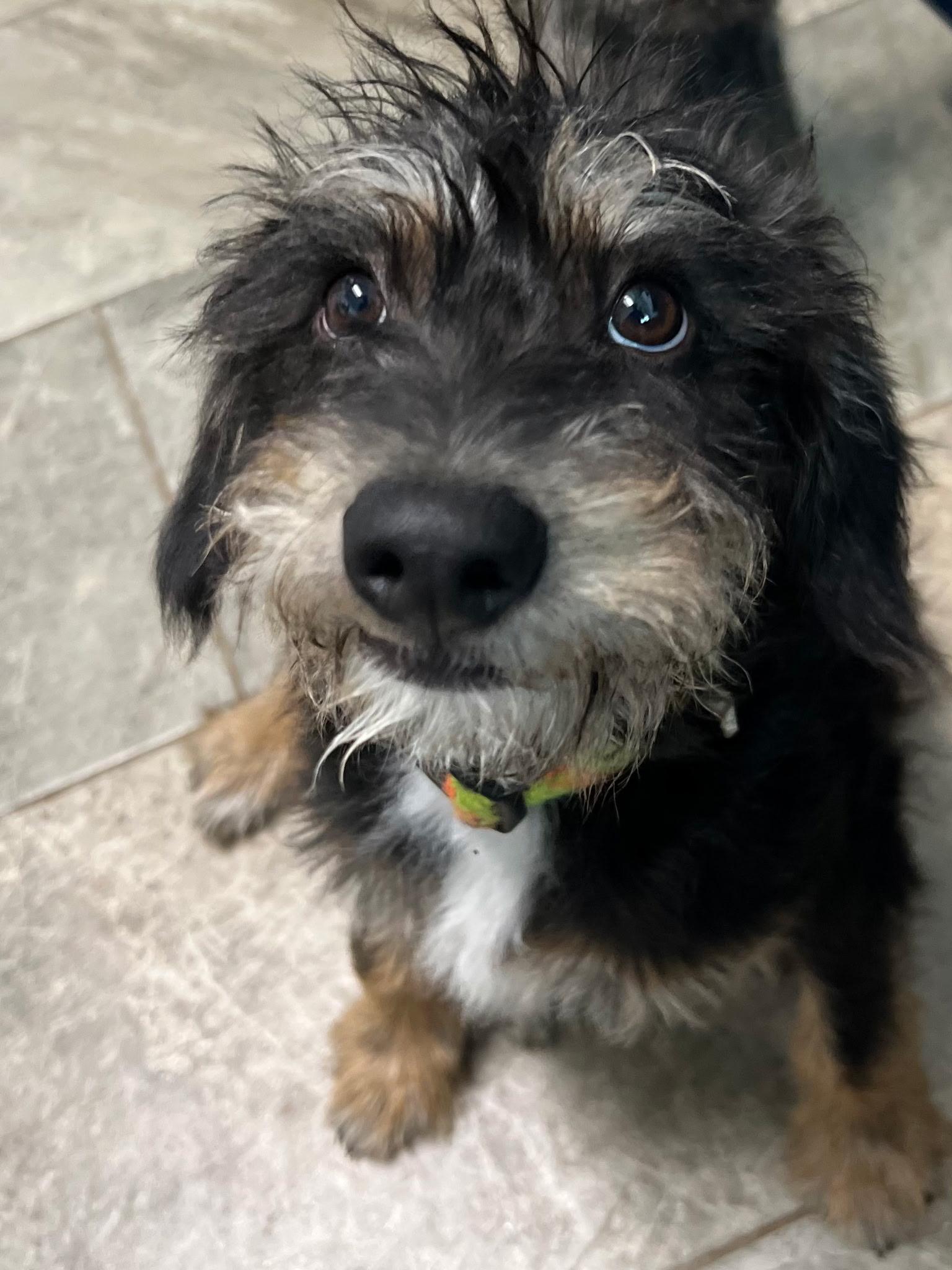 Enlarge Elazar BL14269-T LOCAL Adoption Event in Bellingham 4/25, an adopted mixed breed in Bellingham, WA image 5/6