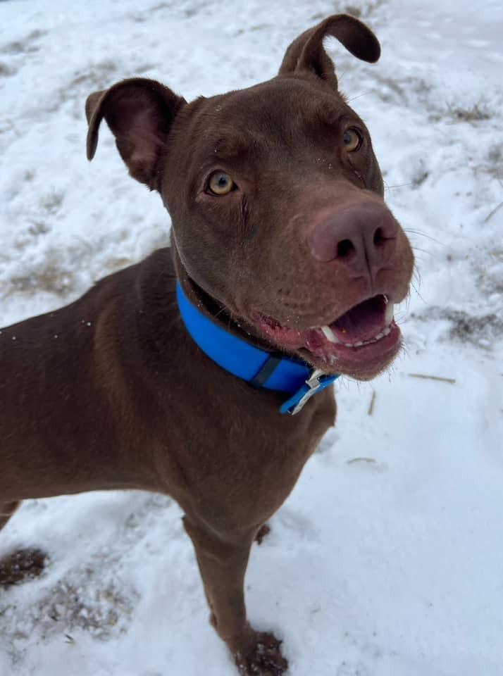 Rocky, Adoptable, Adult Male Labrador Retriever.