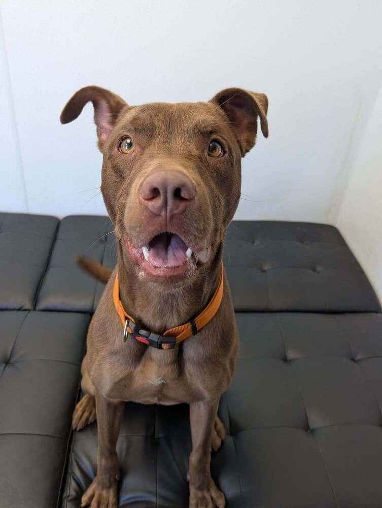 Rocky, a Adoptable mixed breed in Mishawaka, IN image 2/5