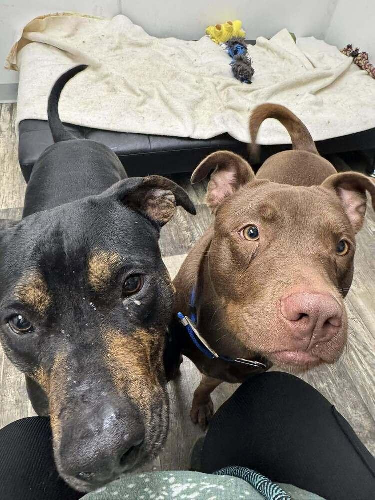 Rocky, a Adoptable mixed breed in Mishawaka, IN image 3/5