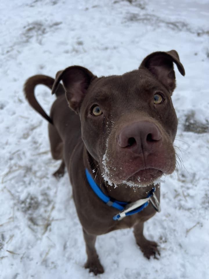 Rocky, a Adoptable mixed breed in Mishawaka, IN image 4/5