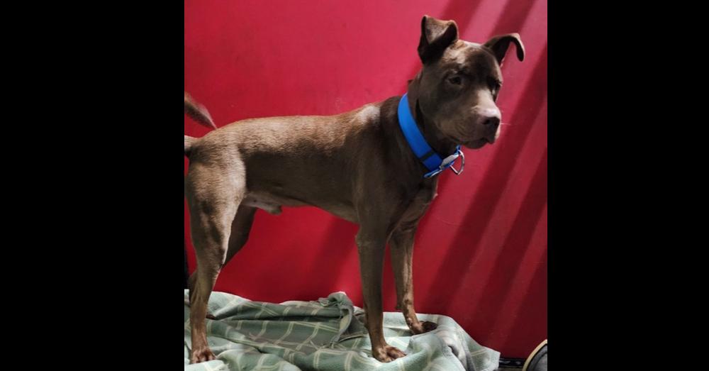 Rocky, a Adoptable mixed breed in Mishawaka, IN image 5/5