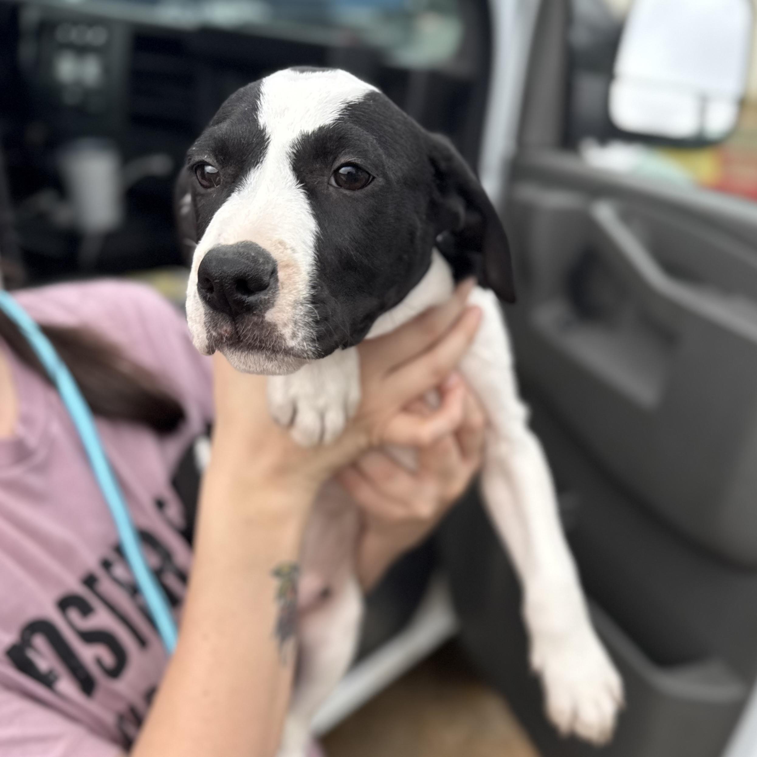 Cicada — thumbnail 2