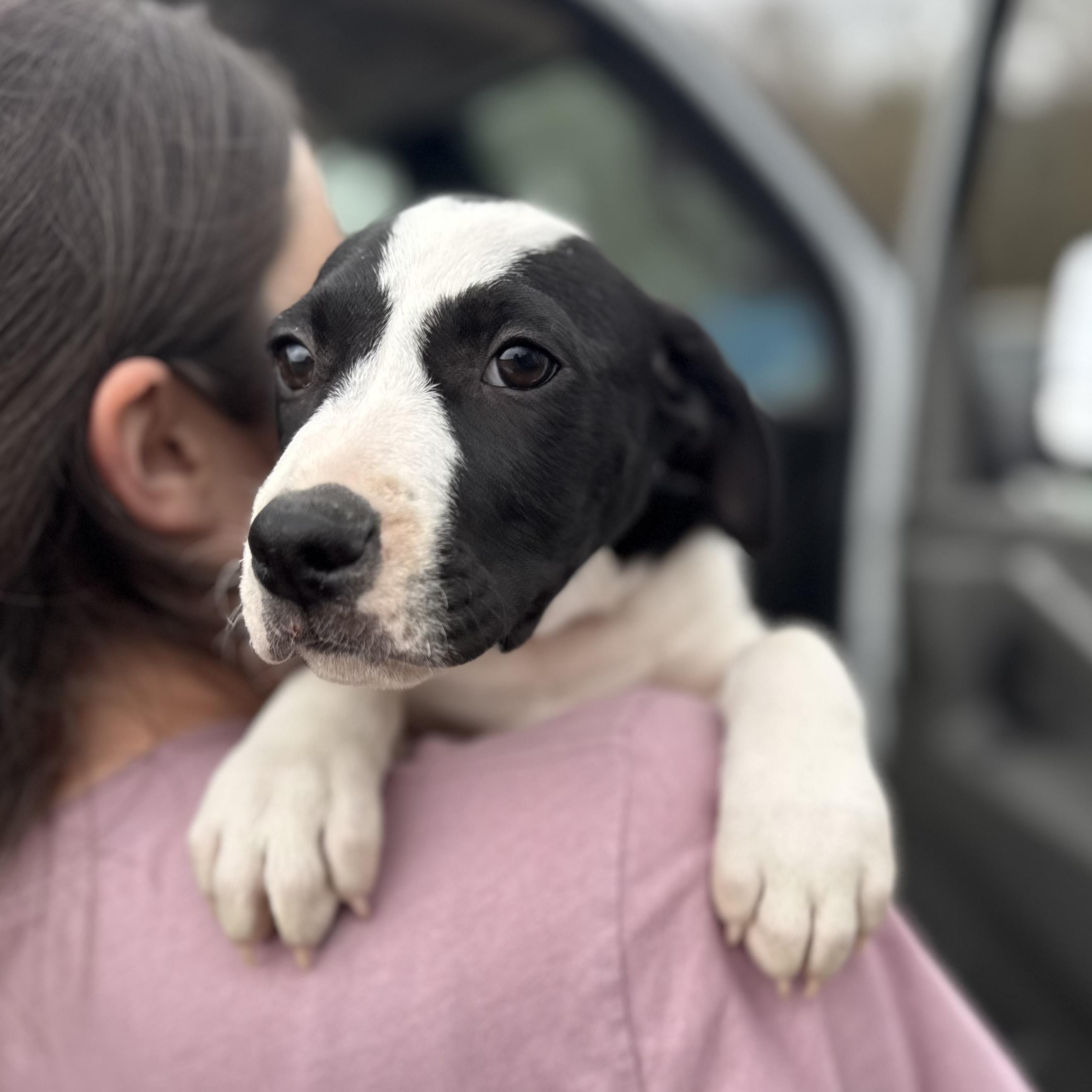 Cicada — thumbnail 4