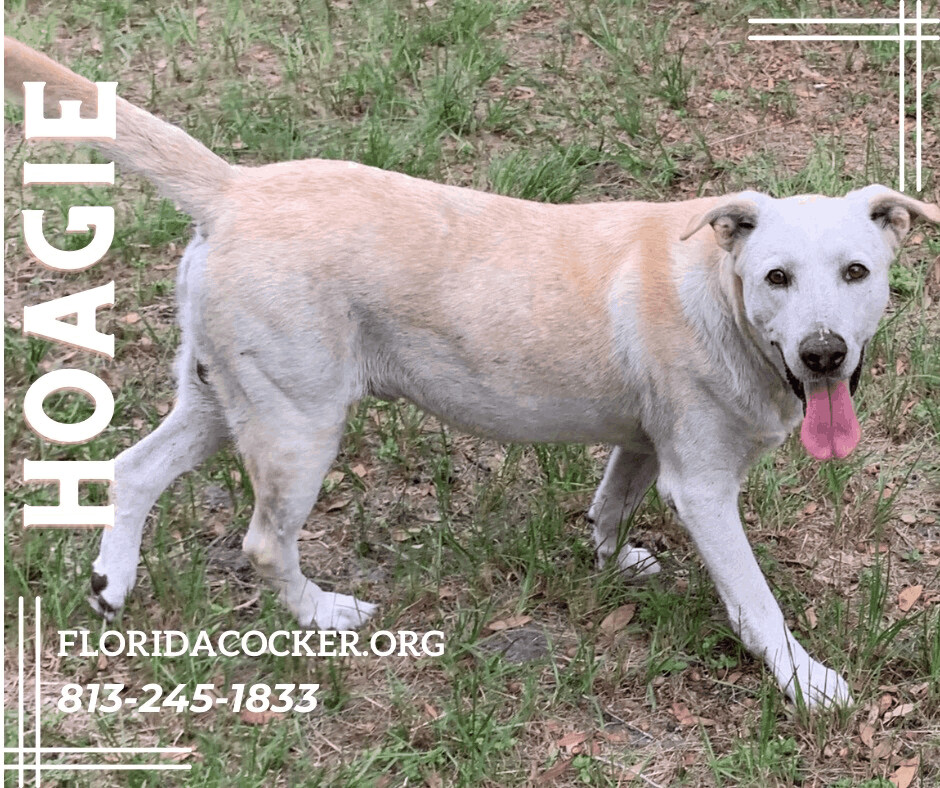 Hoagie, Adoptable, Adult Male Yellow Labrador Retriever.