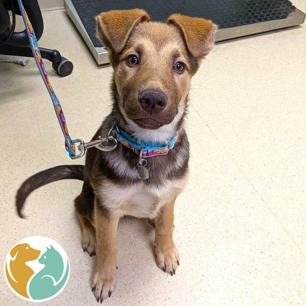 Anna, Adoptable, Puppy Female German Shepherd Dog & Mixed Breed.