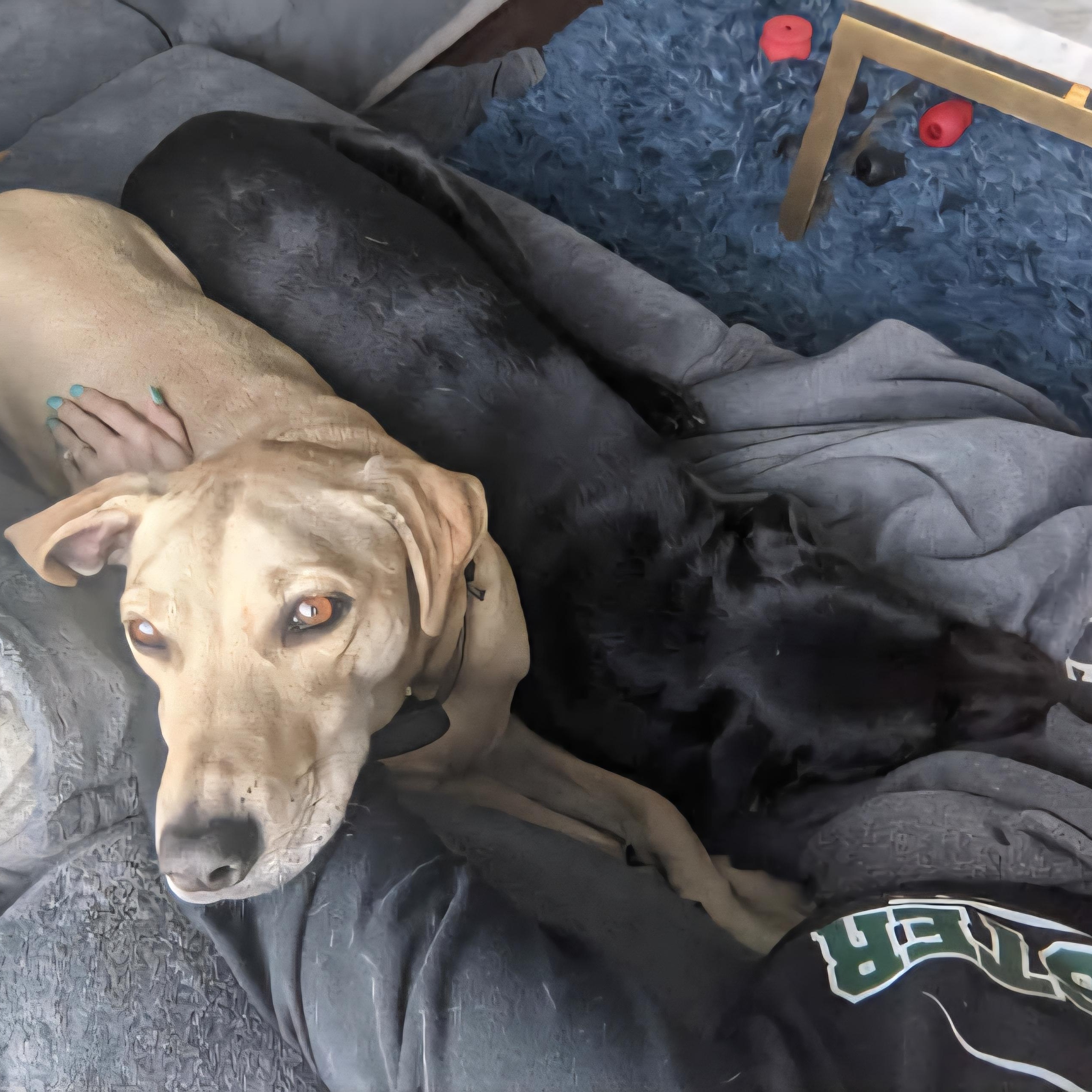 Ben *Bonded Pair*, a Adoptable mixed breed in Baton Rouge, LA image 1/4