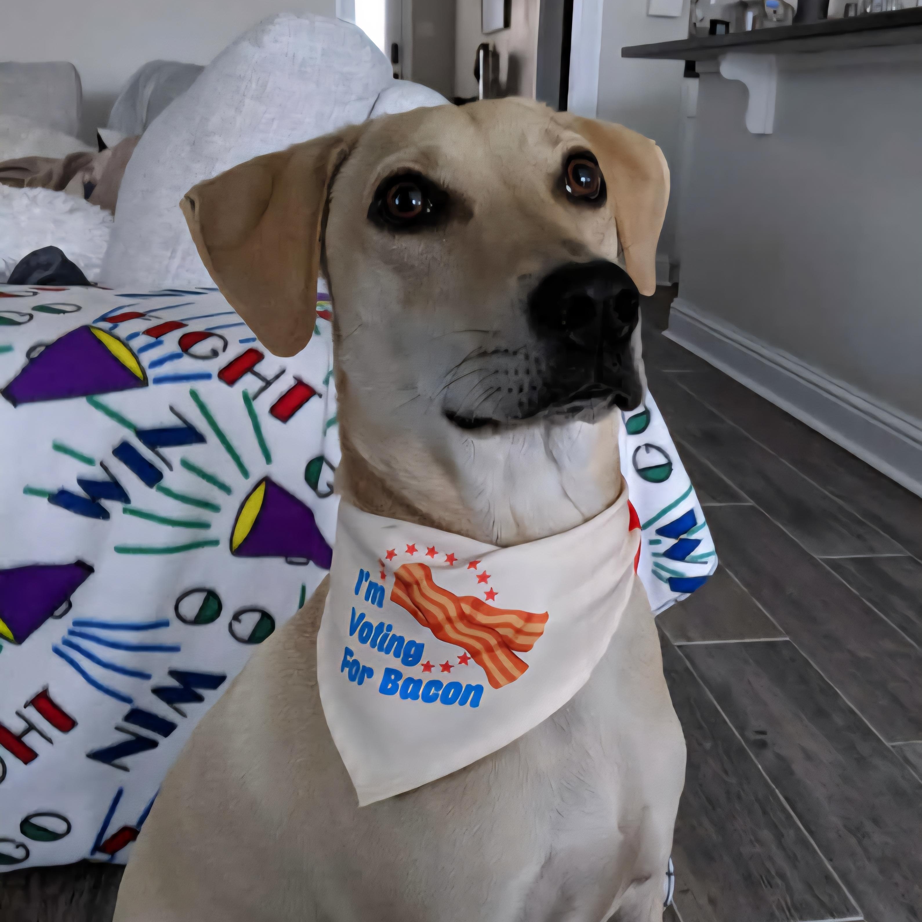 Ben *Bonded Pair*, Adoptable, Senior Male Whippet & Labrador Retriever.