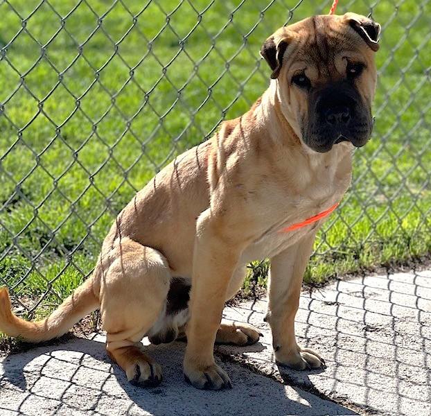 Sharpie/60982408, ADOPTABLE, Young Male Shar-Pei.