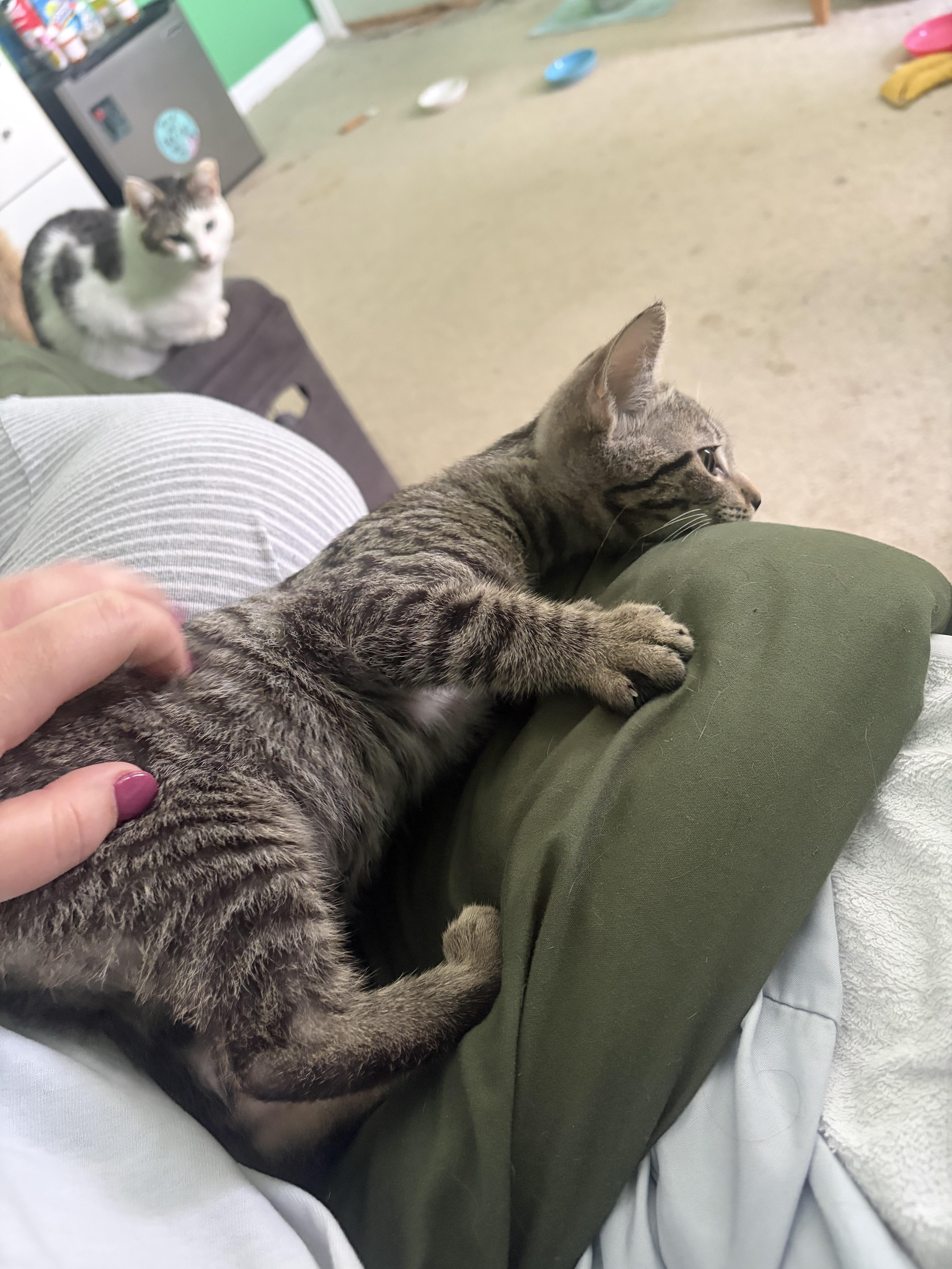 Queso, a ADOPTABLE Domestic Short Hair in Orlando, FL image 4/6