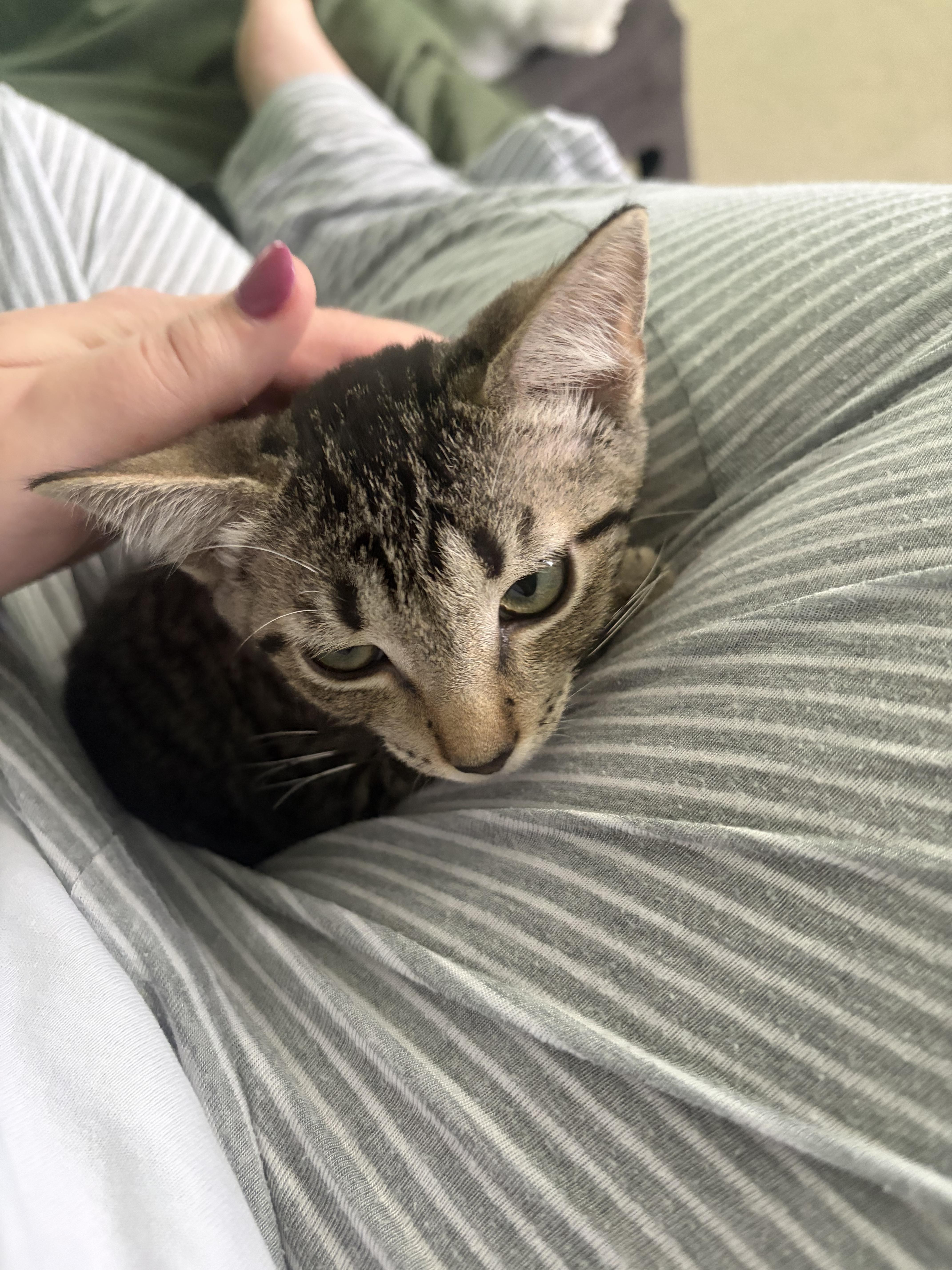 Queso, a ADOPTABLE Domestic Short Hair in Orlando, FL image 5/6