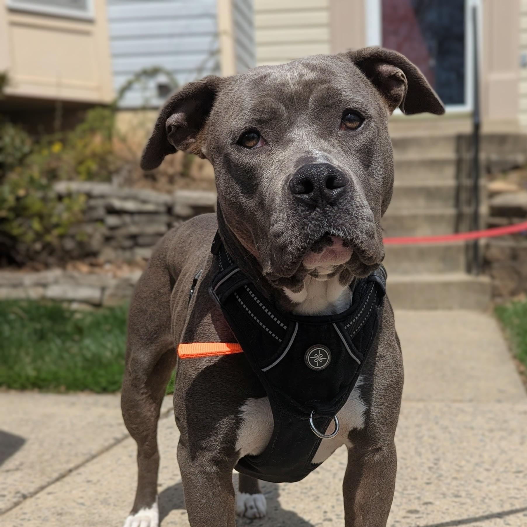 Enlarge Rue, a ADOPTABLE mixed breed in Potomac, MD image 2/5