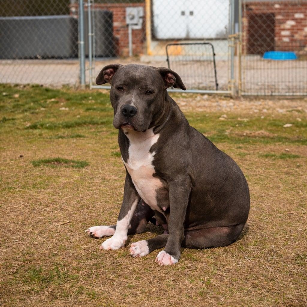 Enlarge Rue, a ADOPTABLE mixed breed in Potomac, MD image 3/5