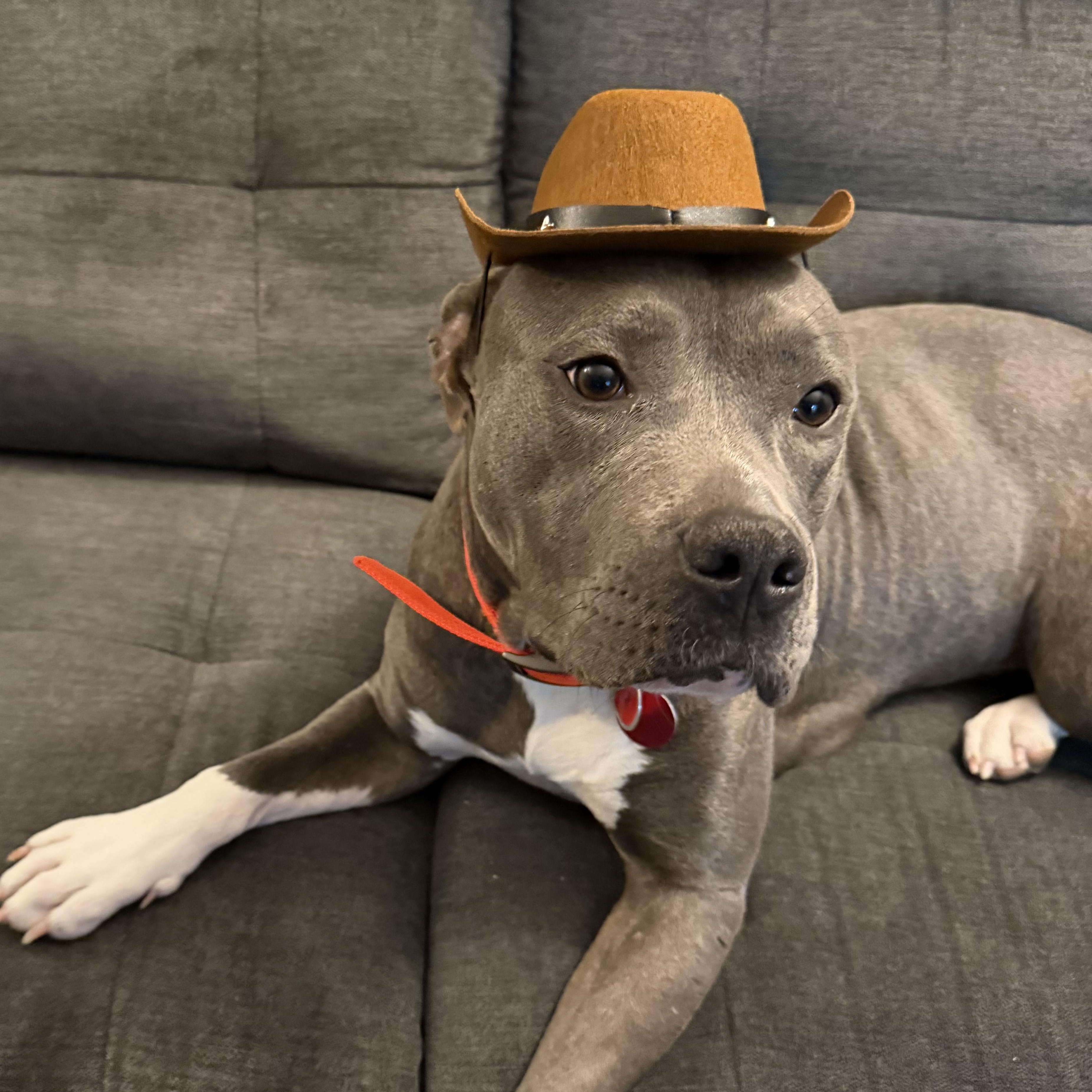 Enlarge Rue, a ADOPTABLE mixed breed in Potomac, MD image 4/5