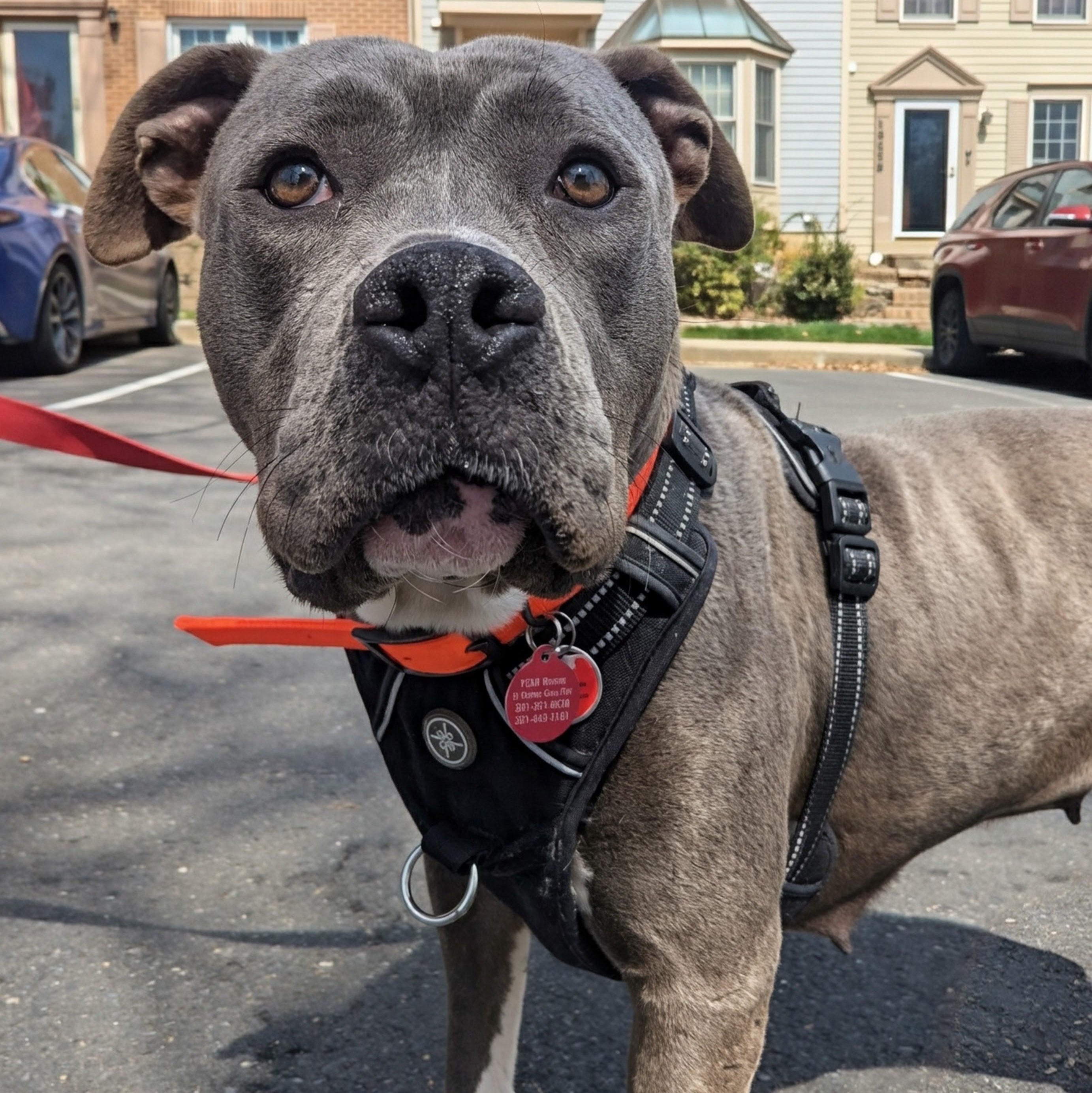 Rue, ADOPTABLE, Adult Female American Staffordshire Terrier.