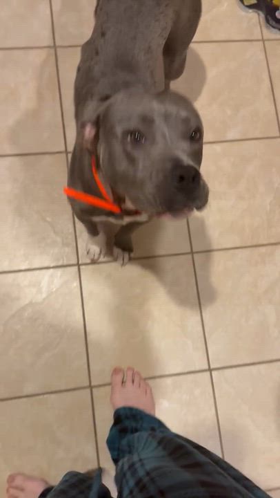 Enlarge Rue, a ADOPTABLE mixed breed in Potomac, MD video 5/5