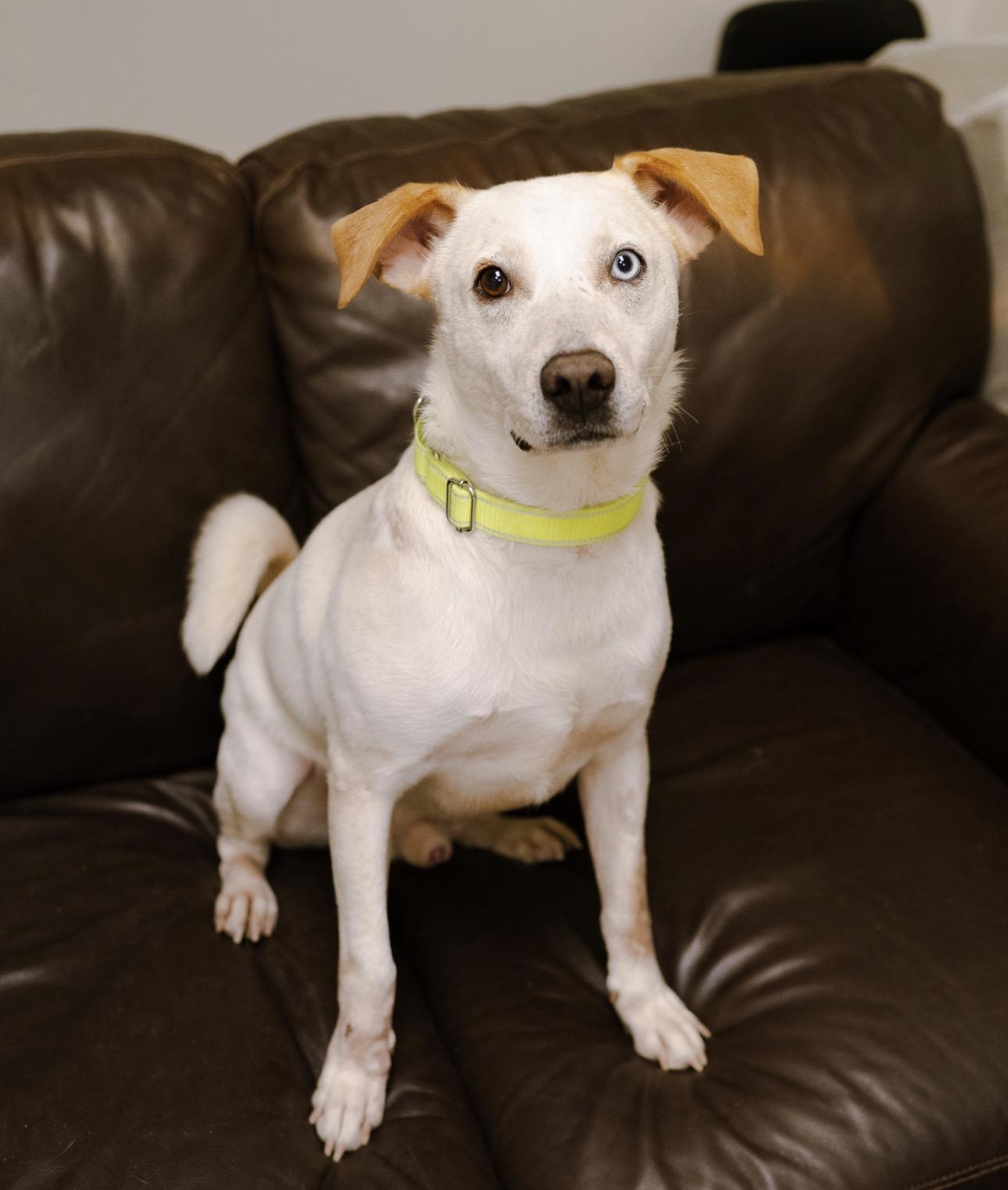 Enlarge Frankie, a Adoptable mixed breed in Cincinnati, OH image 1/6