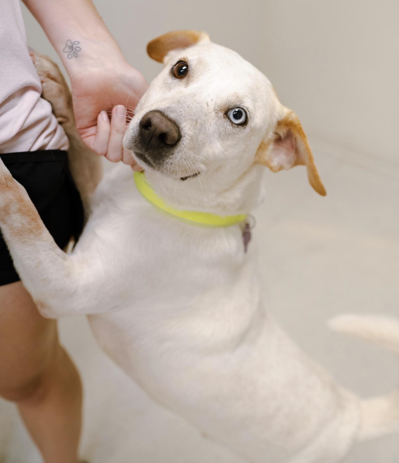 Enlarge Frankie, a Adoptable mixed breed in Cincinnati, OH image 5/6
