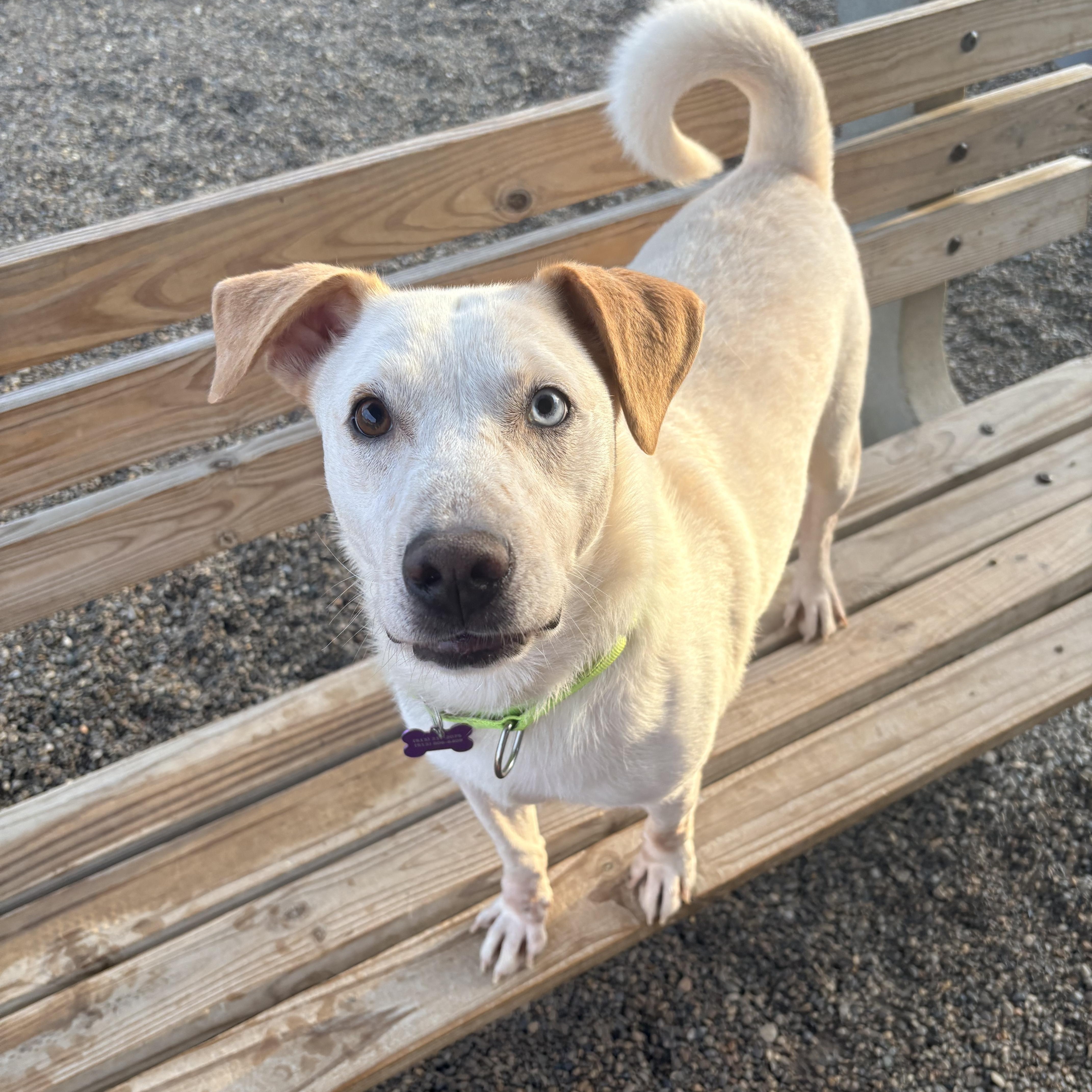 Enlarge Frankie, a Adoptable mixed breed in Cincinnati, OH image 2/6