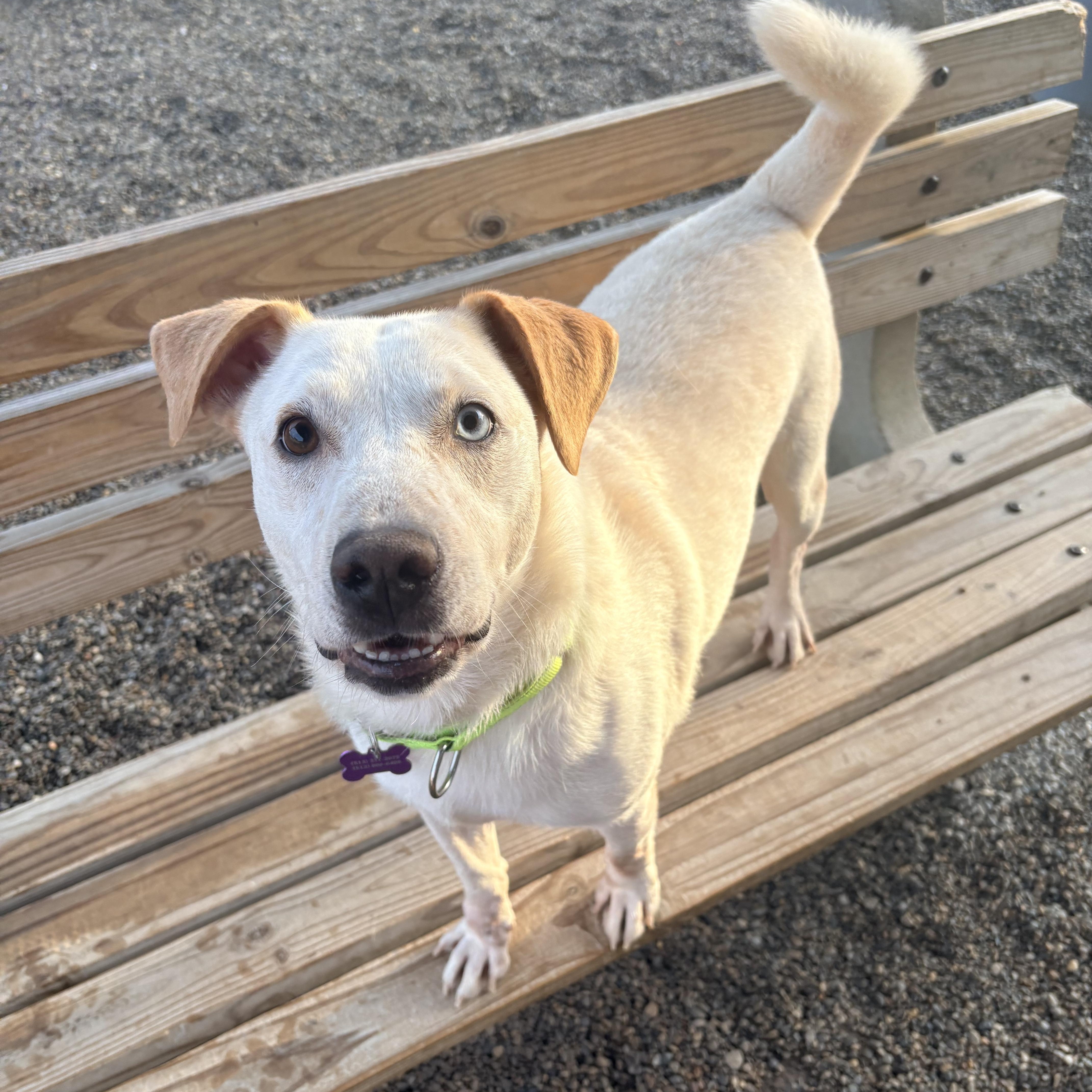 Enlarge Frankie, a Adoptable mixed breed in Cincinnati, OH image 6/6