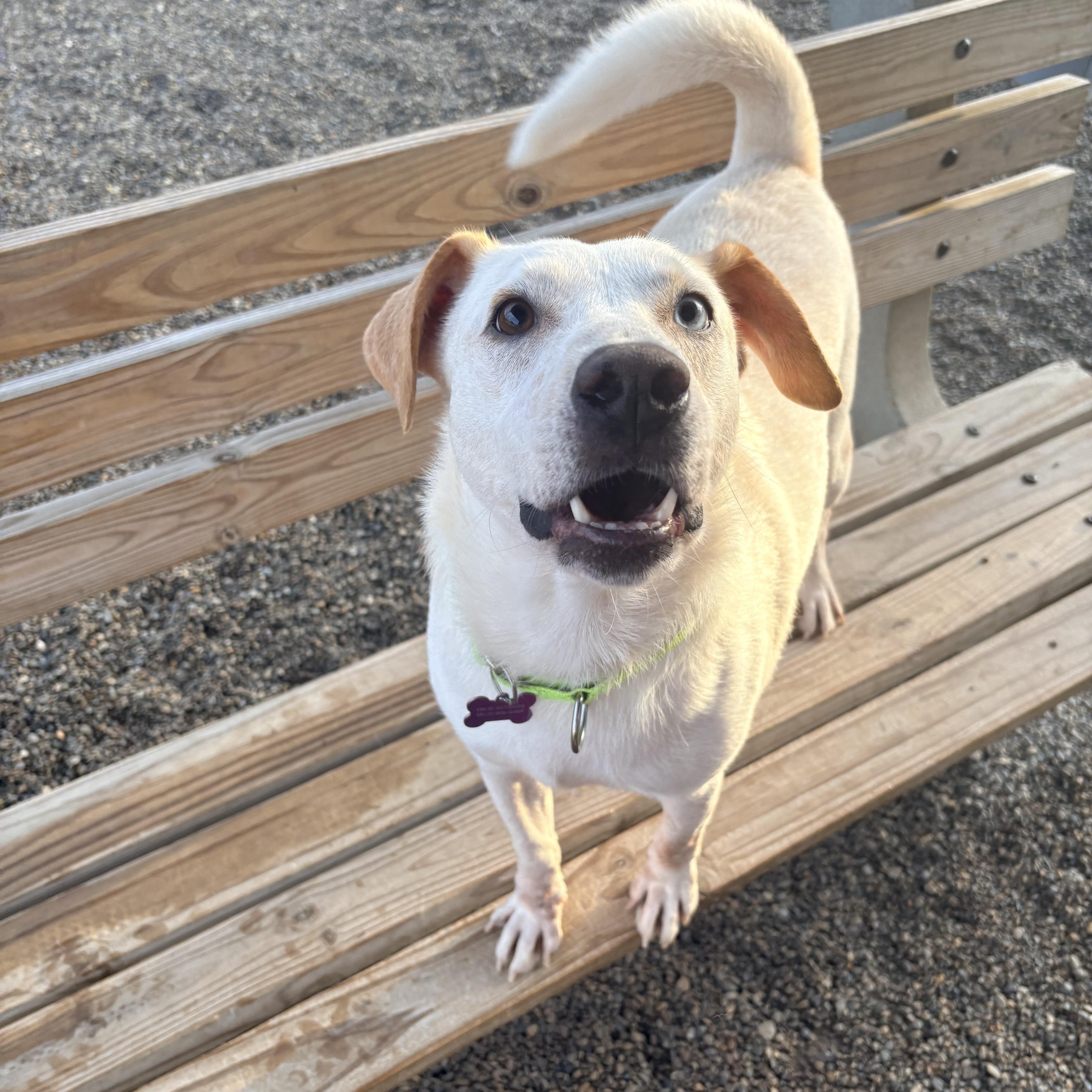 Enlarge Frankie, a Adoptable mixed breed in Cincinnati, OH image 4/6