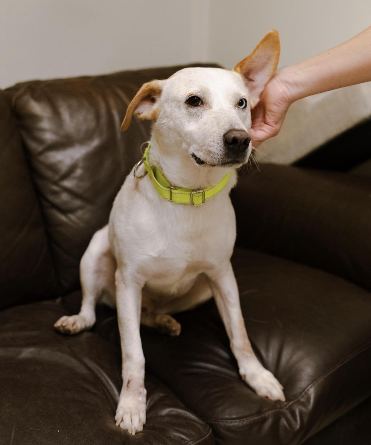 Enlarge Frankie, a Adoptable mixed breed in Cincinnati, OH image 3/6