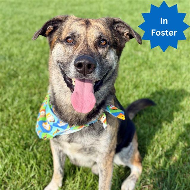 BUG, Adoptable, Adult Male German Shepherd Dog & Pit Bull Terrier.