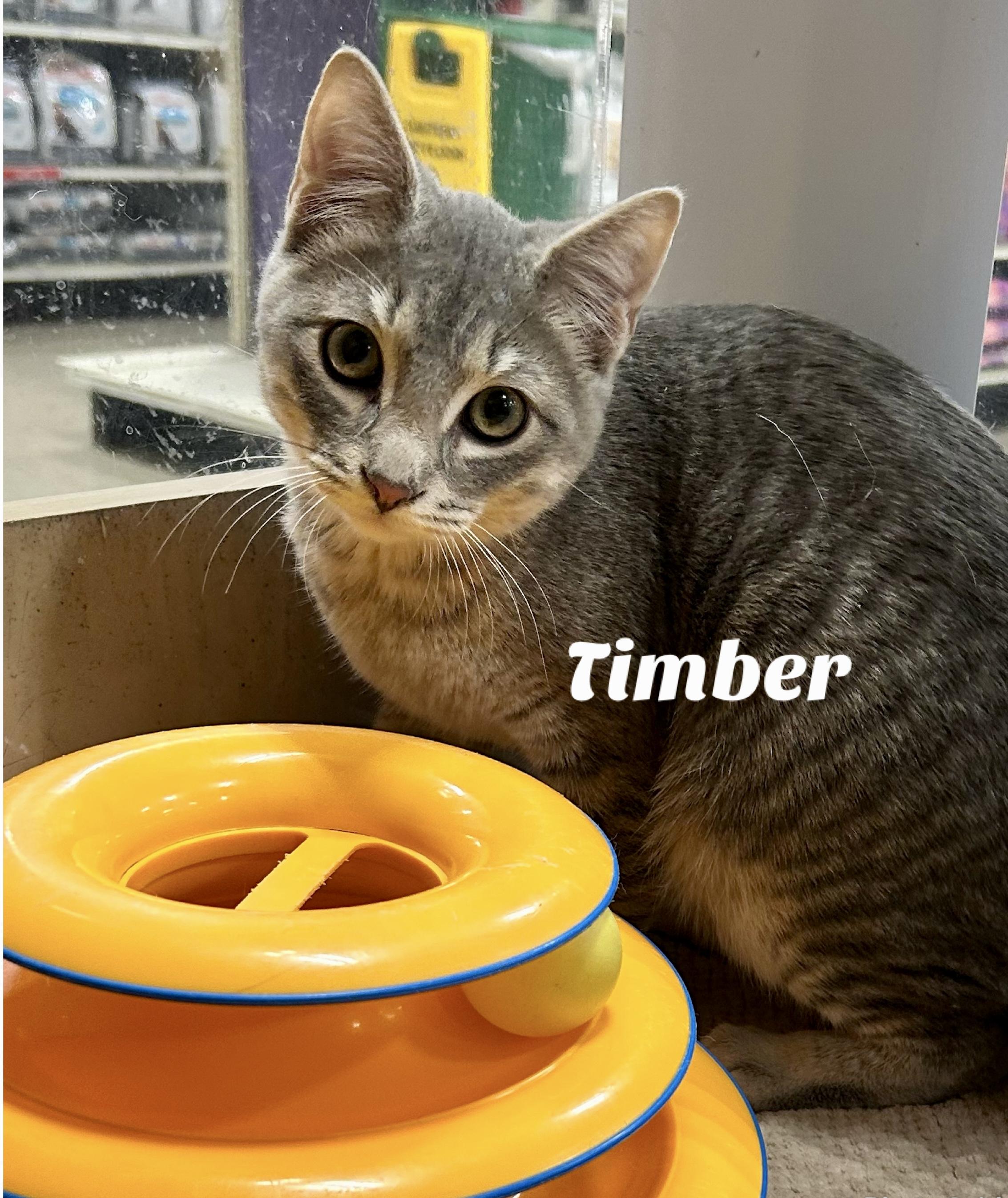 Enlarge Timber, an adopted Domestic Short Hair in Owasso, OK image 1/1