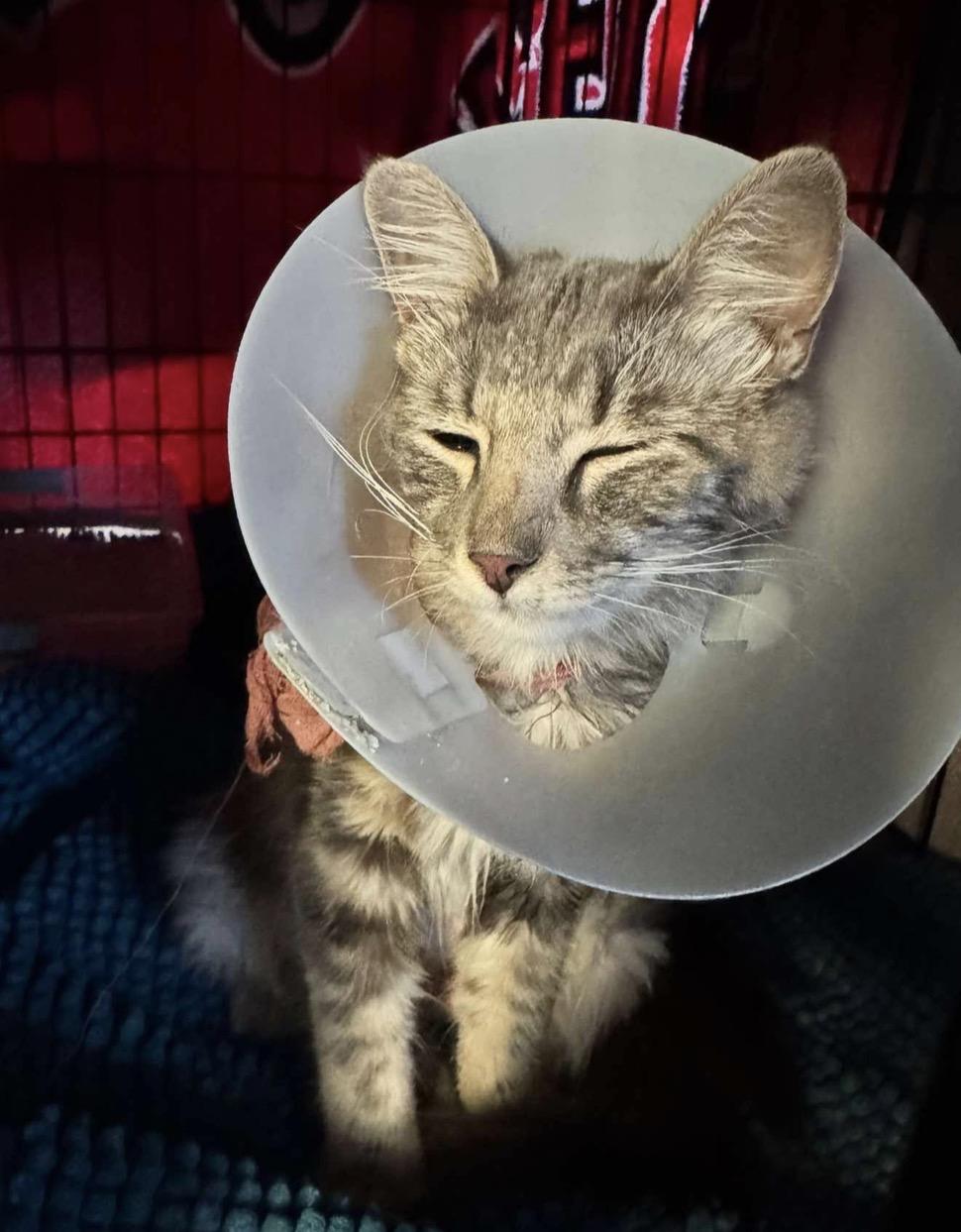 Enlarge Rocket, a Adopted Domestic Short Hair in Murrieta, CA image 2/2